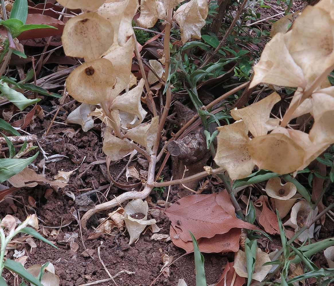 Изображение особи Moluccella laevis.