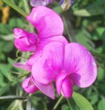 Lathyrus latifolius