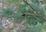Image of taxon representative. Author is Геннадий Окатов