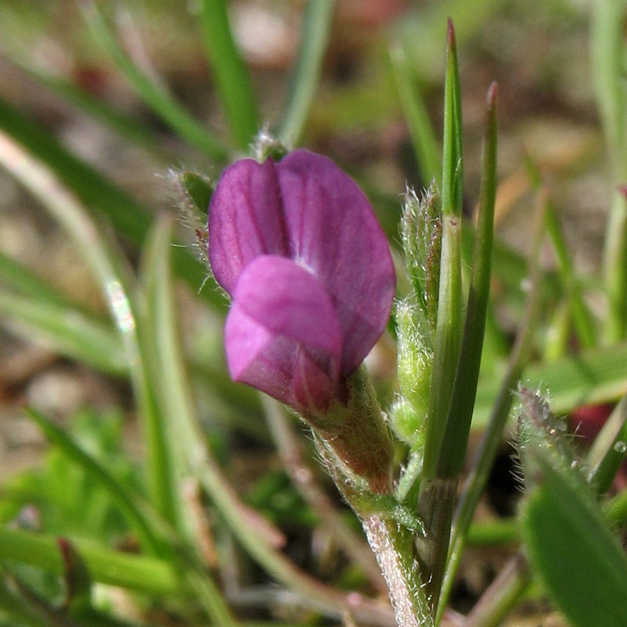 Image of Vicia lathyroides specimen.