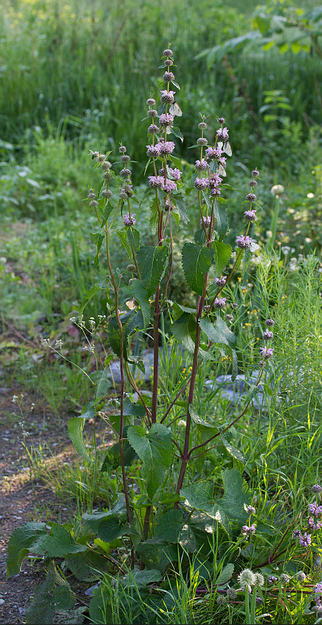 Изображение особи Phlomoides tuberosa.