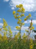 Galium verum