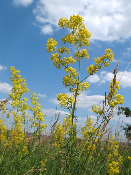 Изображение особи Galium verum.