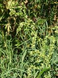 Atriplex sagittata. Часть незрелого соплодия. Восточный Казахстан, Уланский р-н, окр.с. Украинка, луг. 02.09.2016.