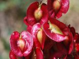 Rheum maximowiczii