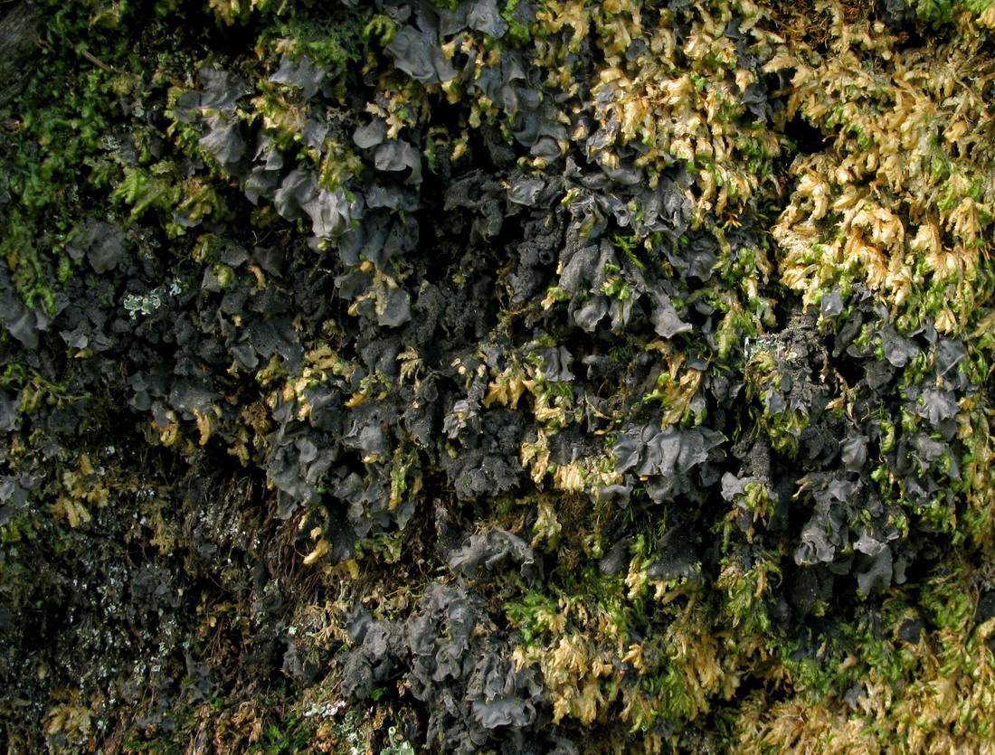 Image of Leptogium cyanescens specimen.