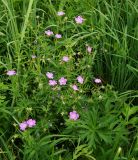 Geranium sylvaticum