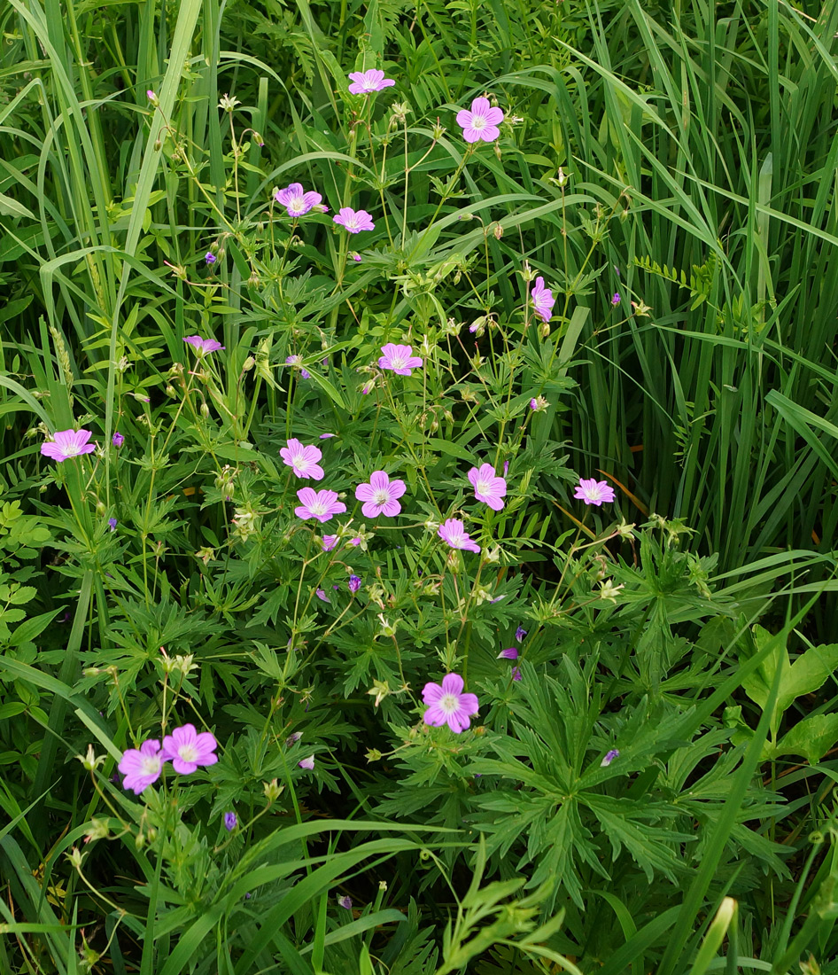 Изображение особи Geranium sylvaticum.