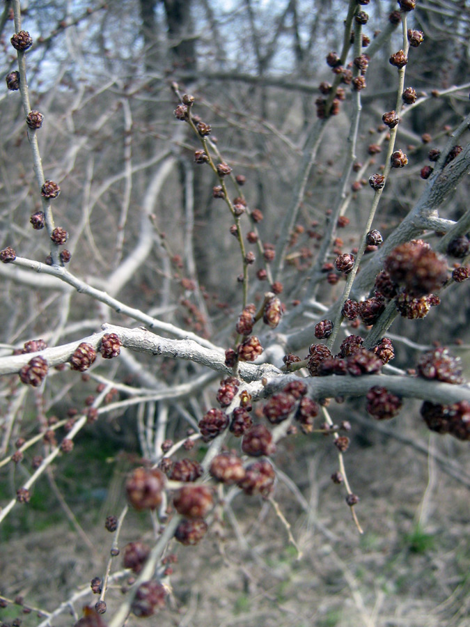 Image of Ulmus pumila specimen.