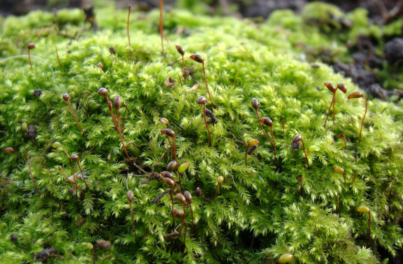 Изображение особи Brachytheciastrum velutinum.