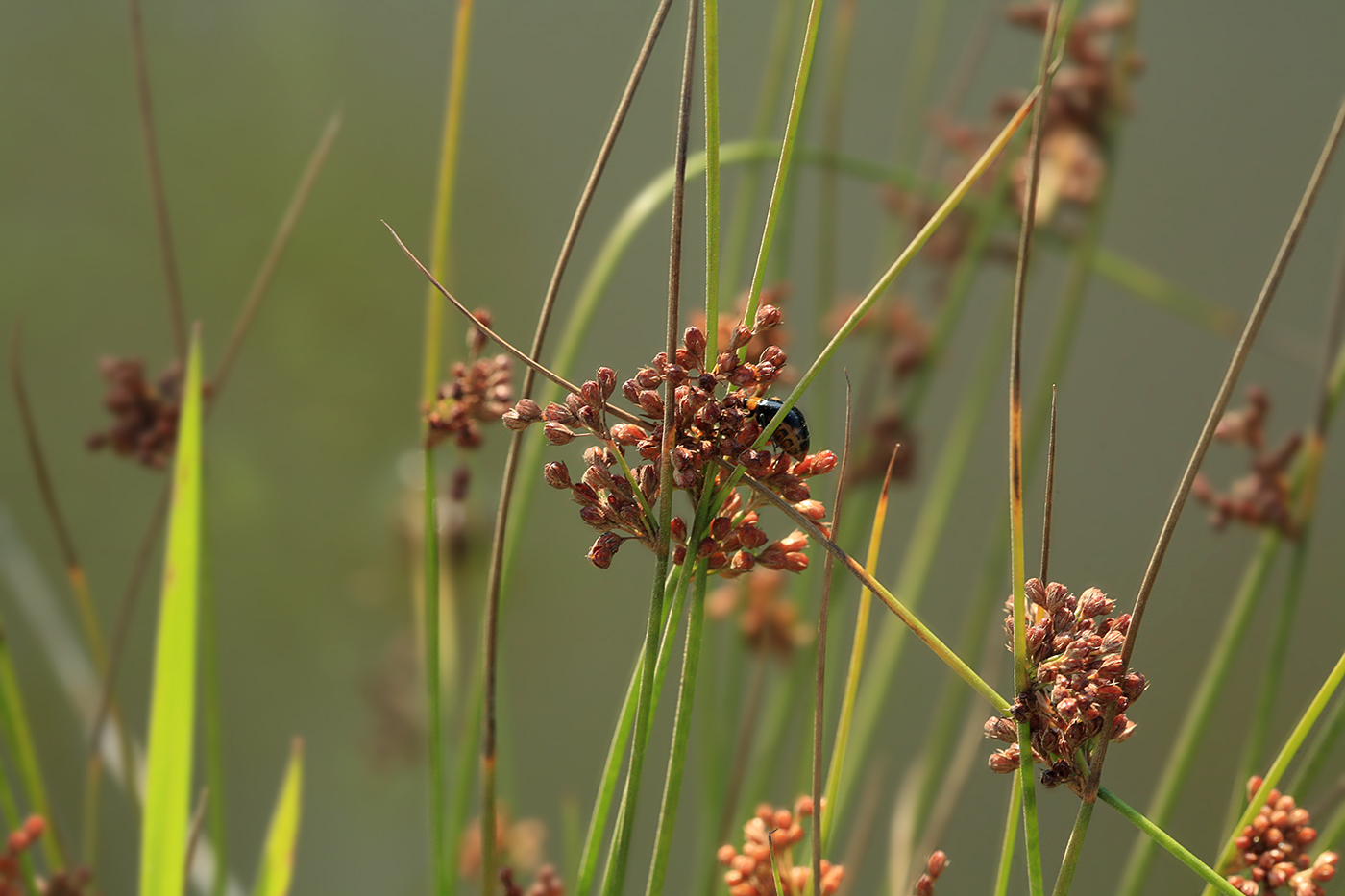 Image of Juncus decipiens specimen.