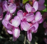 Cercis siliquastrum