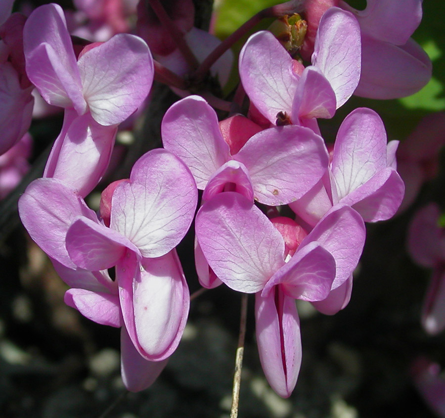 Image of Cercis siliquastrum specimen.