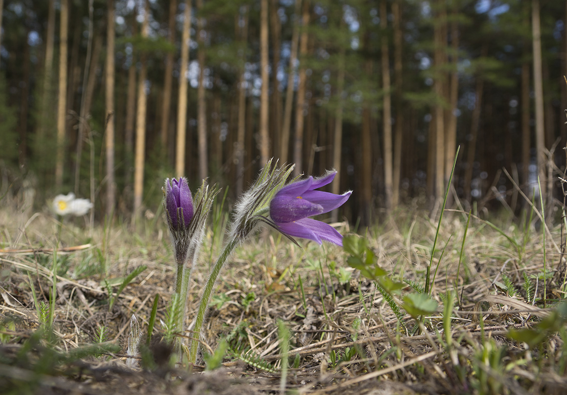 Image of Pulsatilla patens specimen.