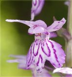 Dactylorhiza fuchsii