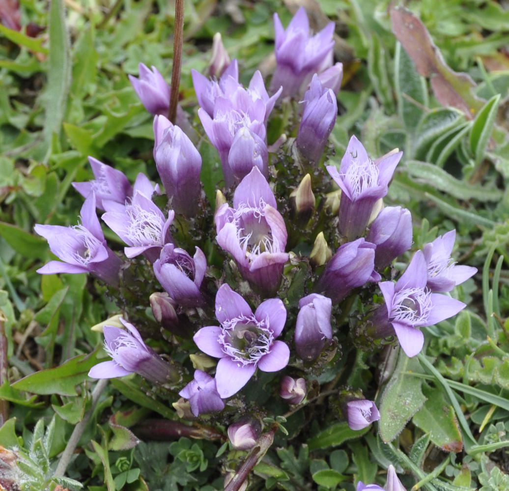 Image of Gentianella crispata specimen.