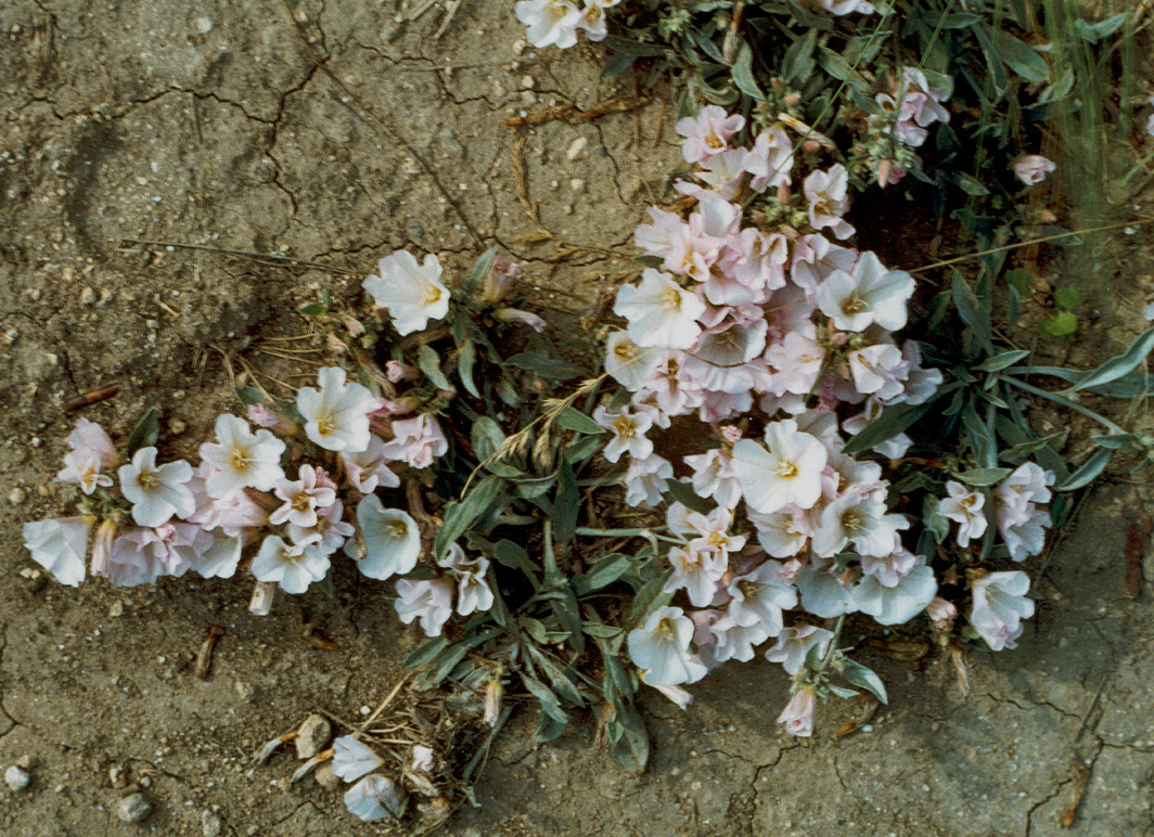 Изображение особи Convolvulus lineatus.