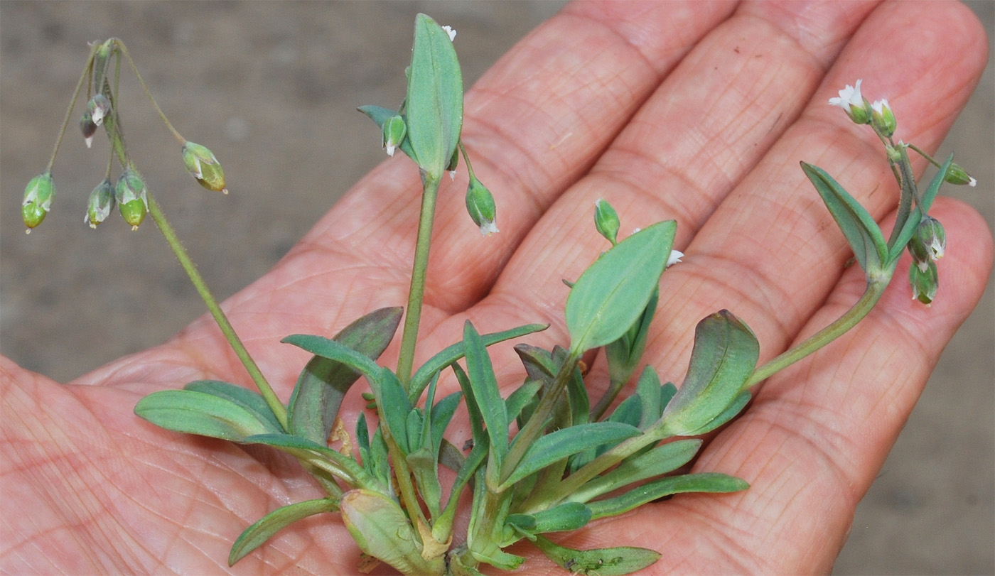 Image of Holosteum umbellatum specimen.