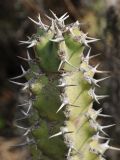 Euphorbia caerulescens