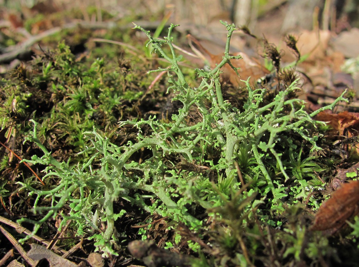 Изображение особи род Cladonia.