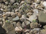 Alyssum smyrnaeum