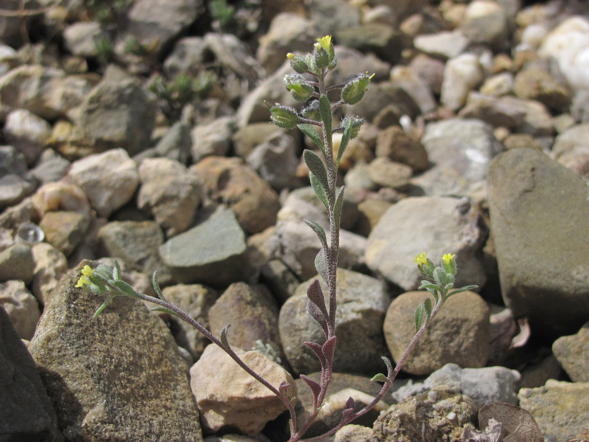 Изображение особи Alyssum smyrnaeum.