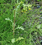 Senecio vulgaris