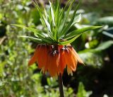 Fritillaria imperialis