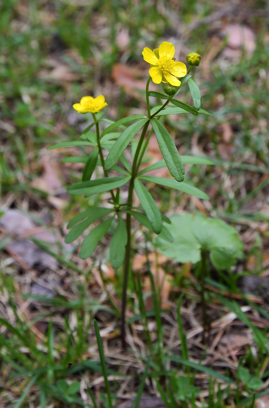 Image of Ranunculus monophyllus specimen.