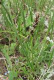 Carex divisa