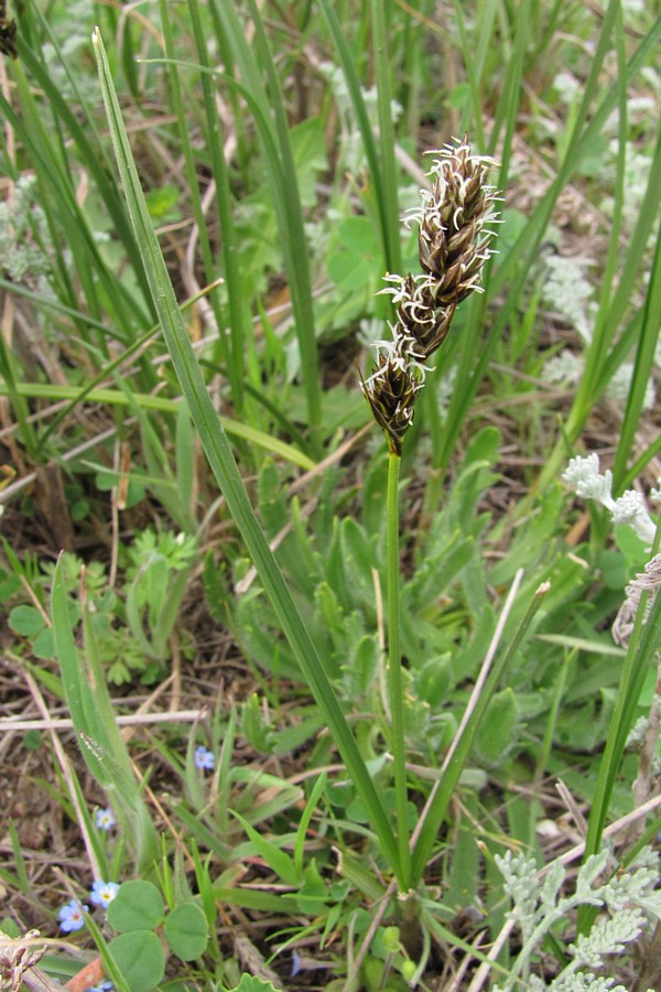 Изображение особи Carex divisa.