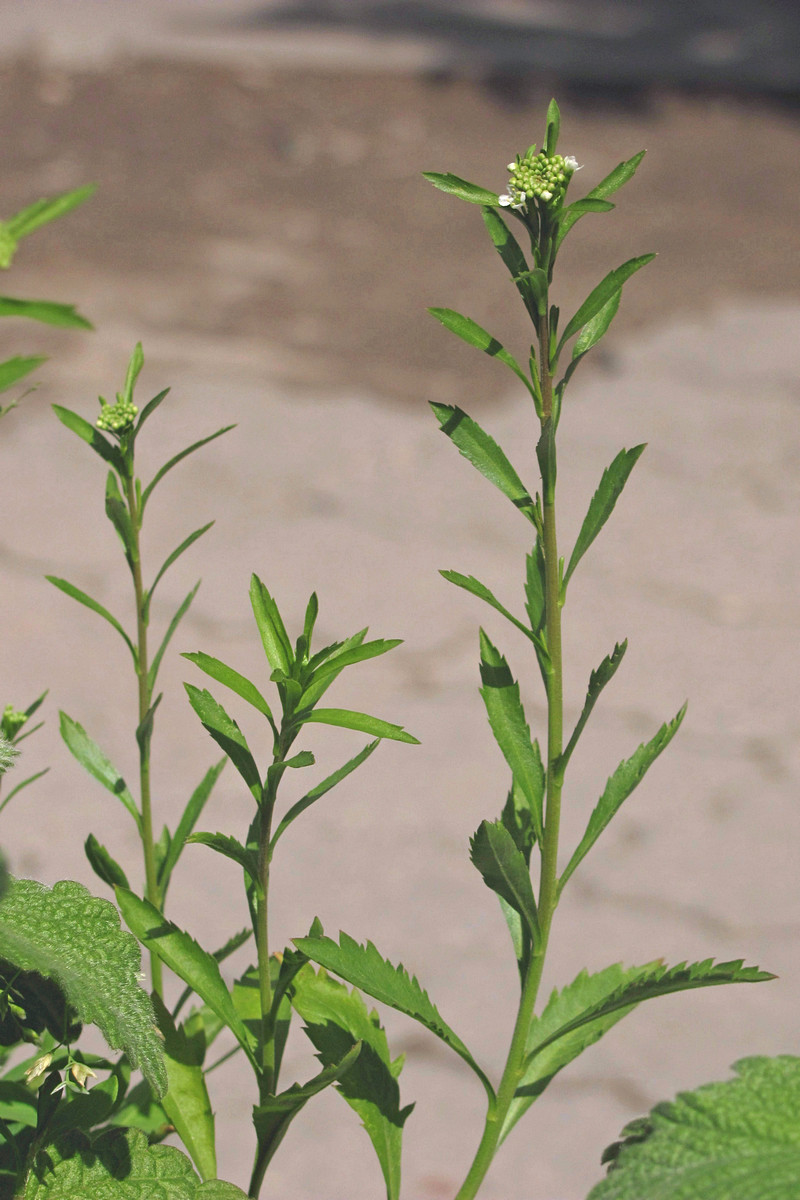 Image of Lepidium virginicum specimen.