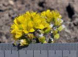 Draba aizoides