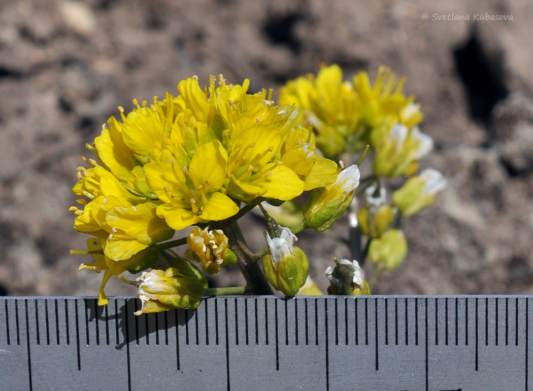 Изображение особи Draba aizoides.