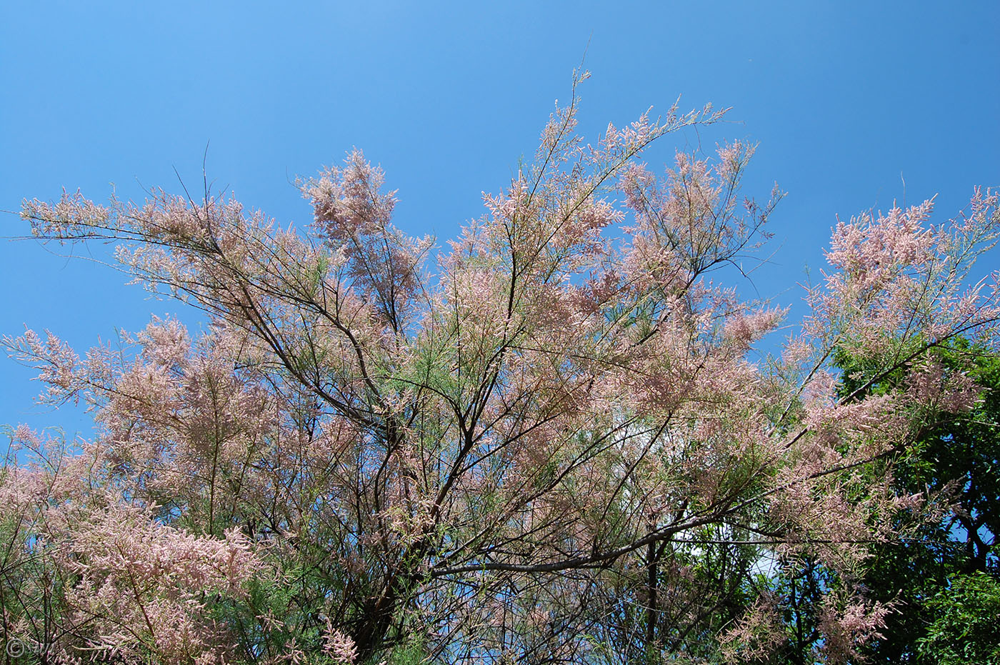 Image of Tamarix ramosissima specimen.