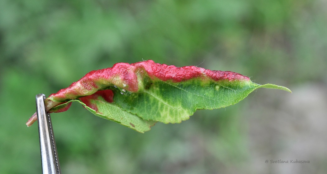 Image of Malus baccata specimen.