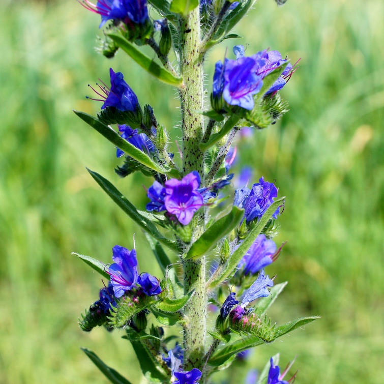 Изображение особи Echium vulgare.