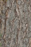 Alnus glutinosa