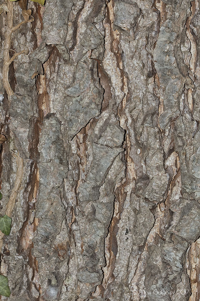 Image of Alnus glutinosa specimen.