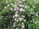 Kolkwitzia amabilis