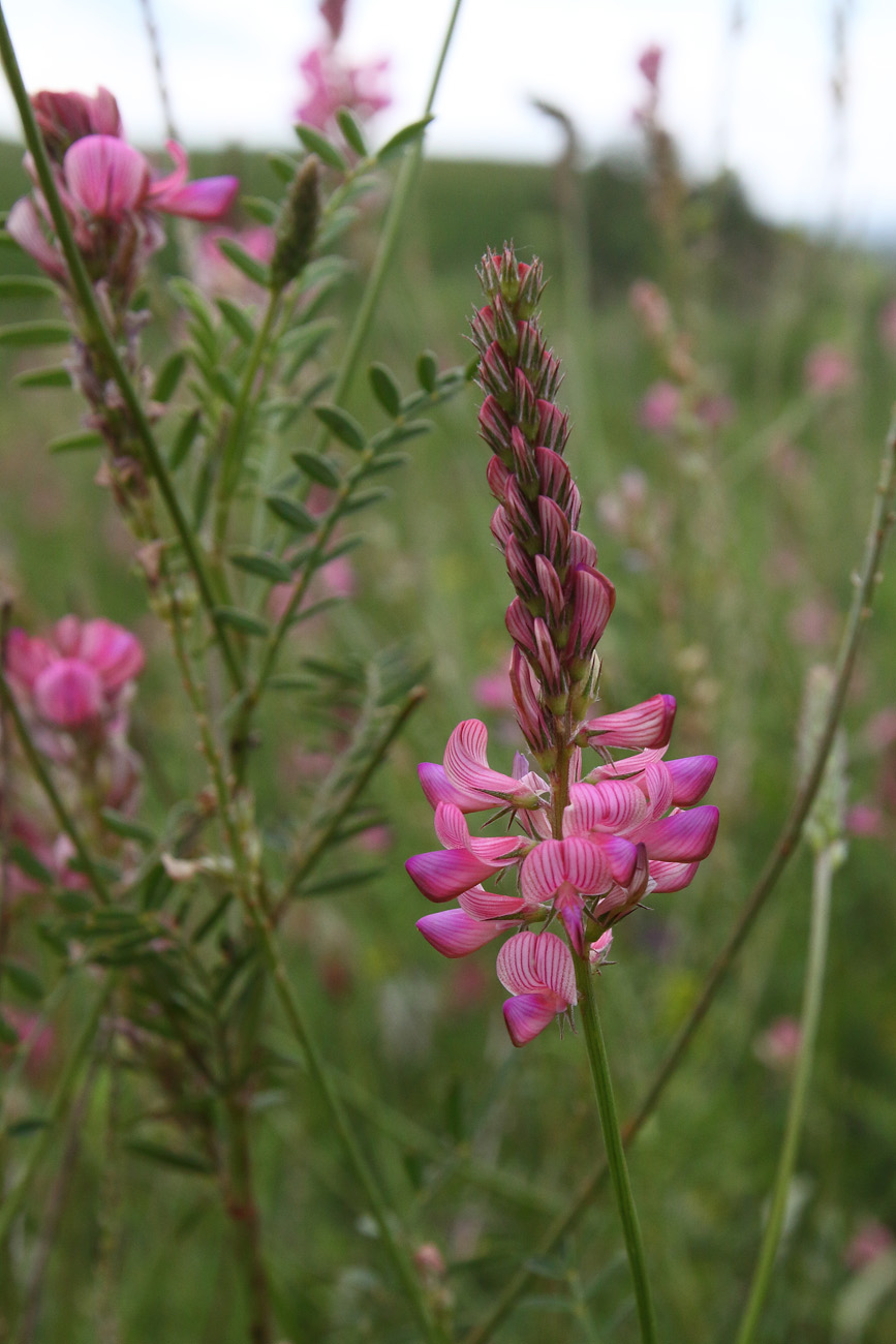 Image of Onobrychis arenaria specimen.