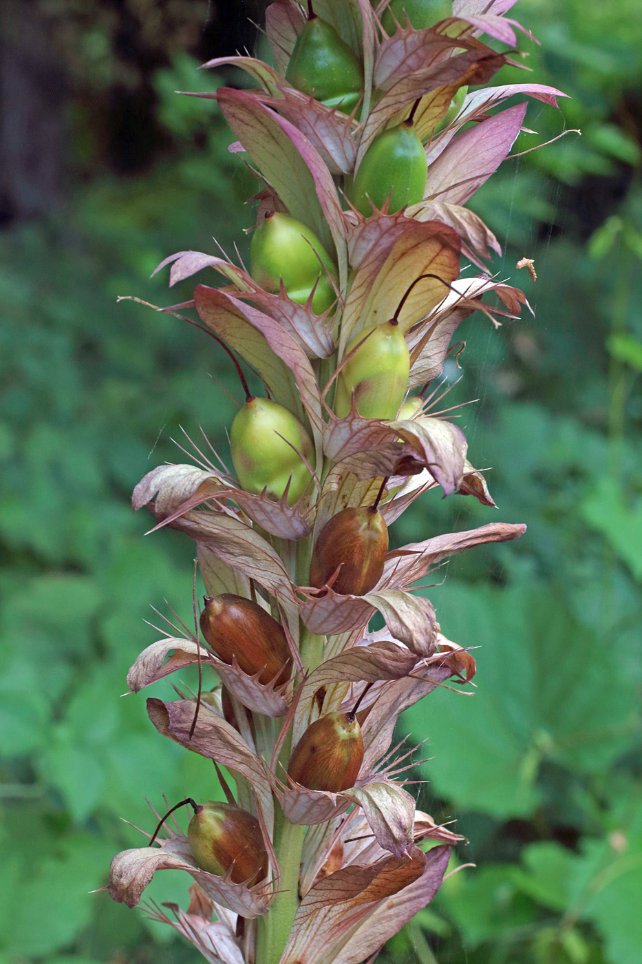 Image of Acanthus mollis specimen.