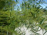 Acacia fimbriata