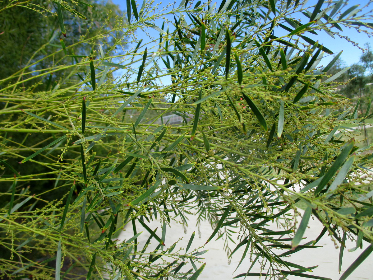 Image of Acacia fimbriata specimen.