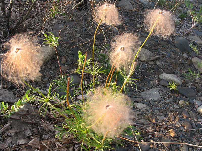 Image of Pulsatilla dahurica specimen.