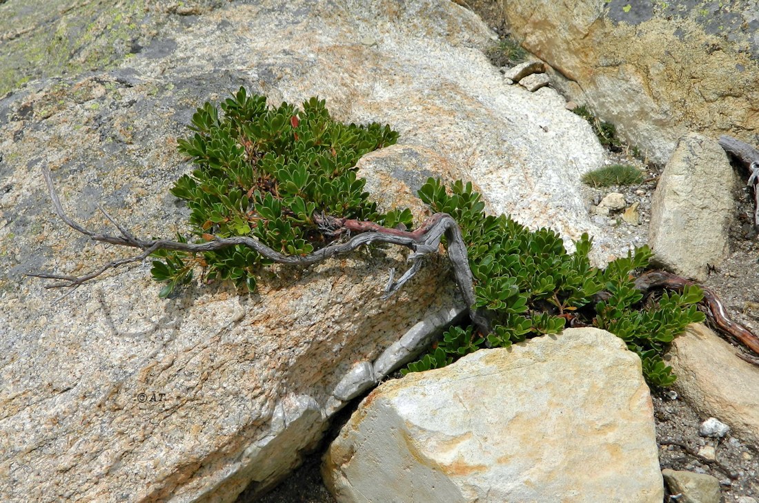 Изображение особи Arctostaphylos uva-ursi.