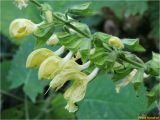 Salvia glutinosa. Часть соцветия. Украина, Ивано-Франковская обл., Болеховский горсовет, Поляницкий сельсовет, Поляницкий региональный ландшафтный парк, ур. Волощина, опушка леса. 13.09.2017.