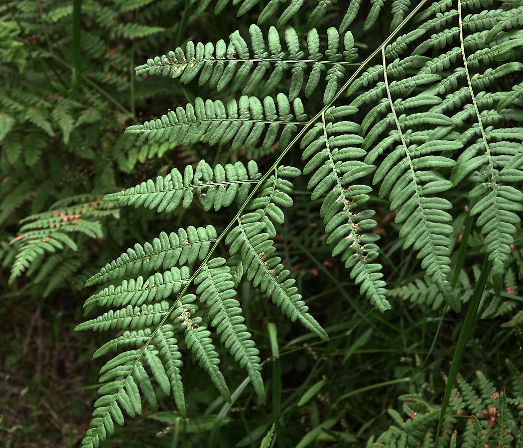 Image of Pteridium pinetorum specimen.