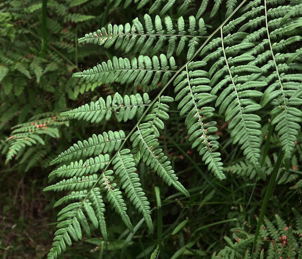 Изображение особи Pteridium pinetorum.