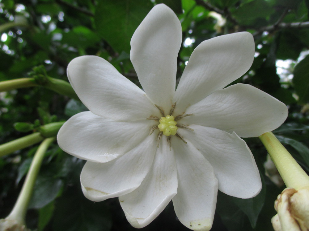 Изображение особи Gardenia thunbergia.